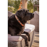 Pénélope Collier pour chien Pearl