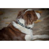 Pénélope Collier pour chien Pearl