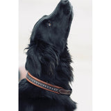Pénélope Collier pour chien Point Sellier