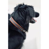 Pénélope Collier pour chien Point Sellier