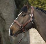 Antarès Licol en cuir