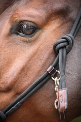 Pénélope Licol éthologique