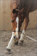 Pénélope Licol éthologique